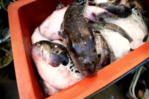 복국,음식정보,국내여행